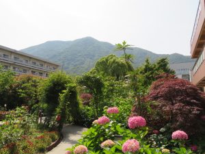 紫陽花の季節になりました。ご入居者の皆さまはお元気です