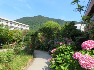 今日の戸ノ上山とアガパンサス