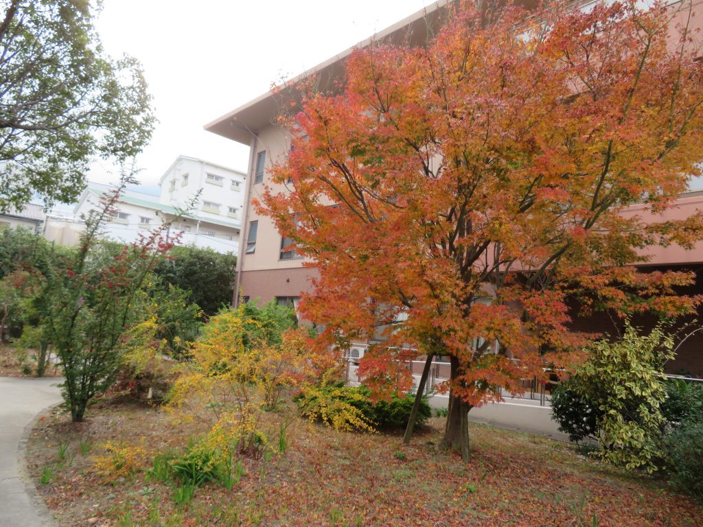 紅葉してきました