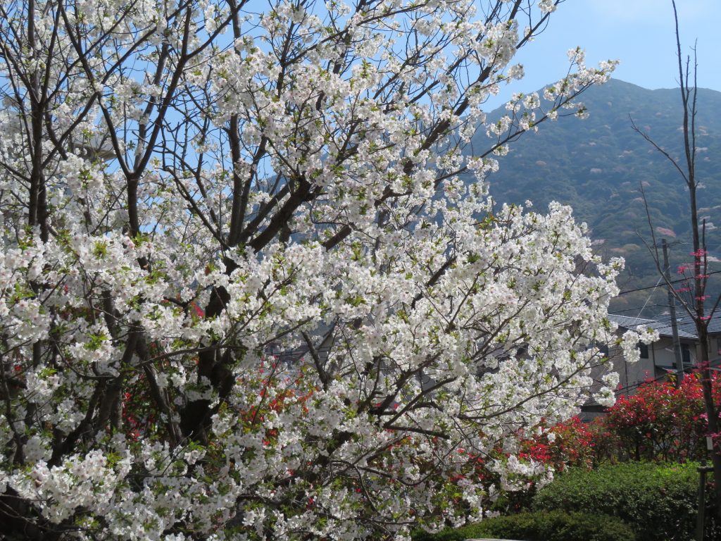 桜は満開　心も弾みます