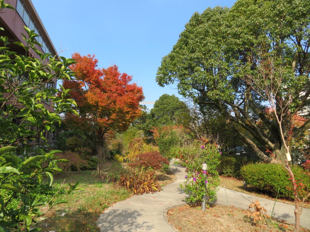 紅葉した中庭に困ったお客さま！？