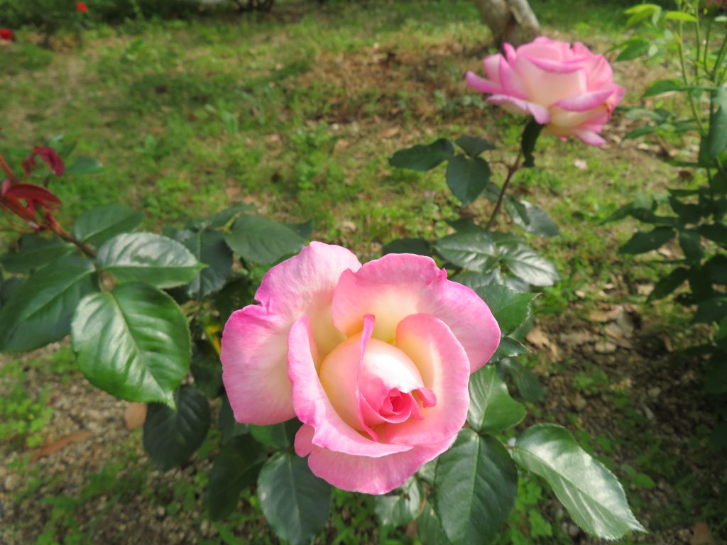 中庭の薔薇がつぎつぎに咲いてます。１２日は中庭でモーニングカフェ致します