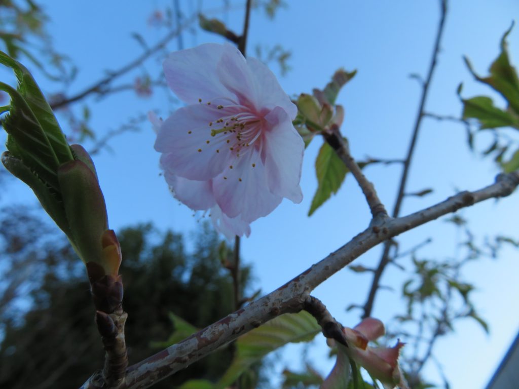 お雛さまと