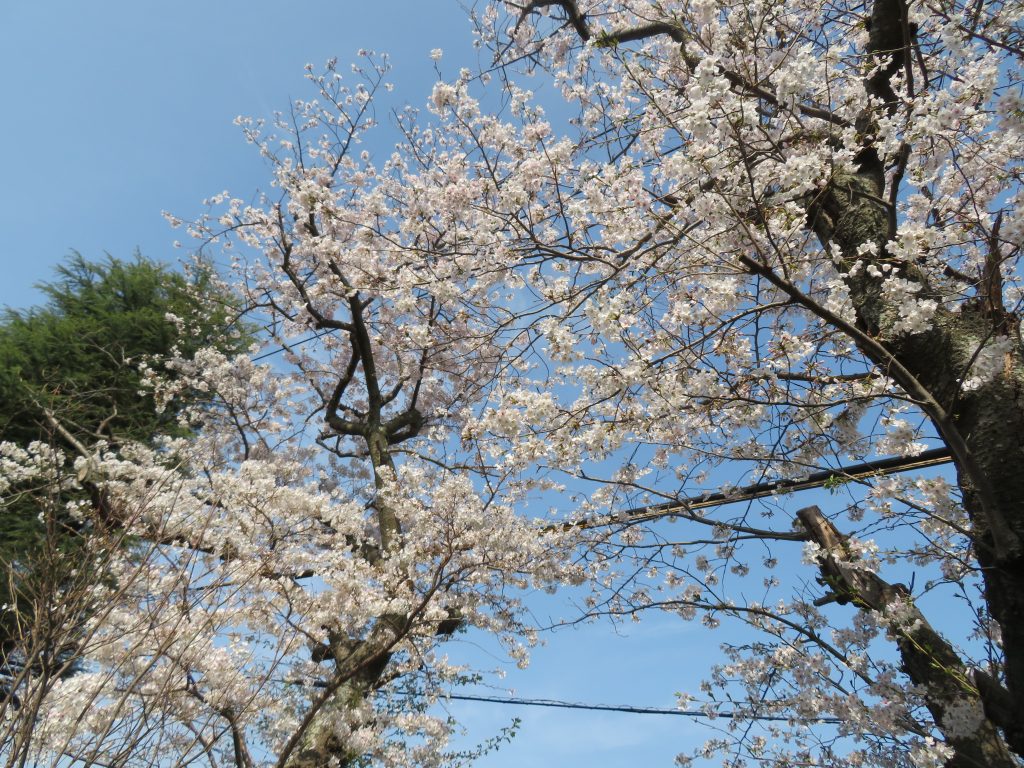 桜の花見に出かけました