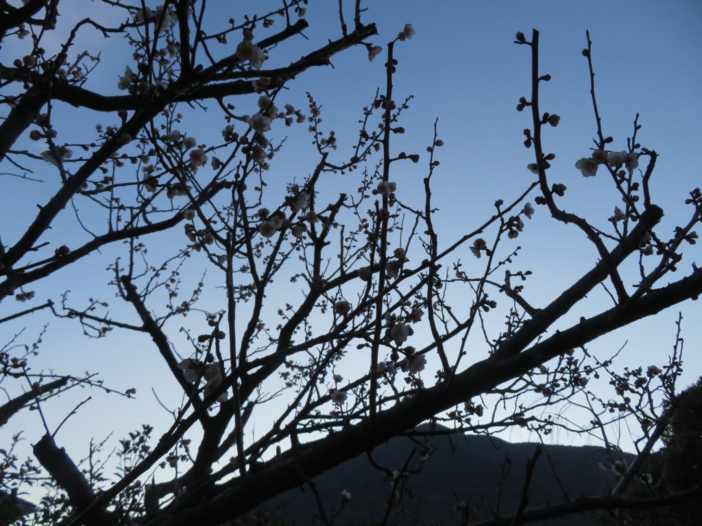 春はあけぼの