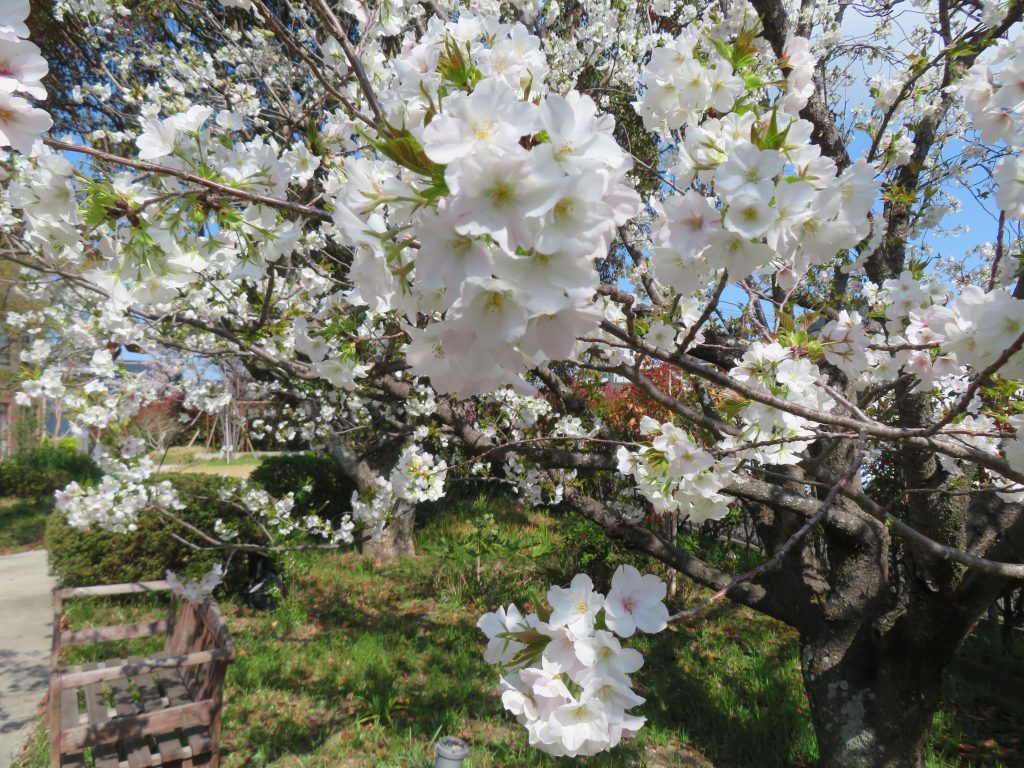 お花見を楽しみました