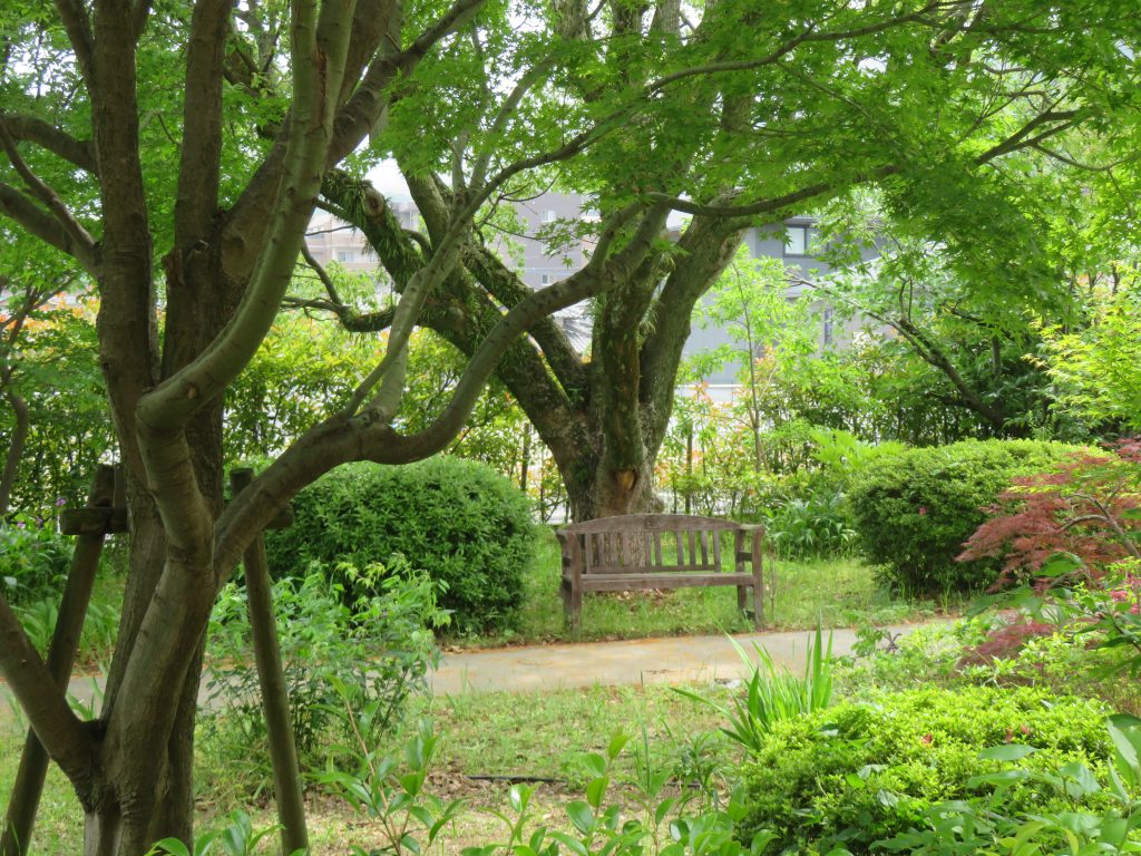紫陽花つくり