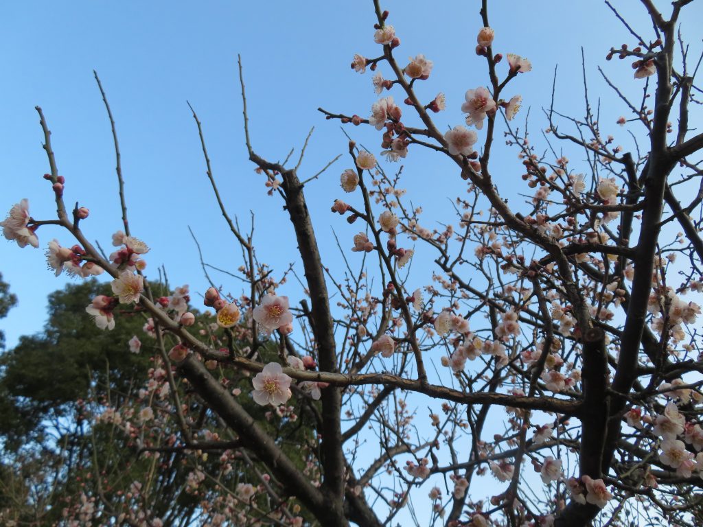 梅が咲いています