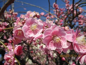 IMG_4511